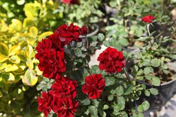 بهار دانشگاه 1399